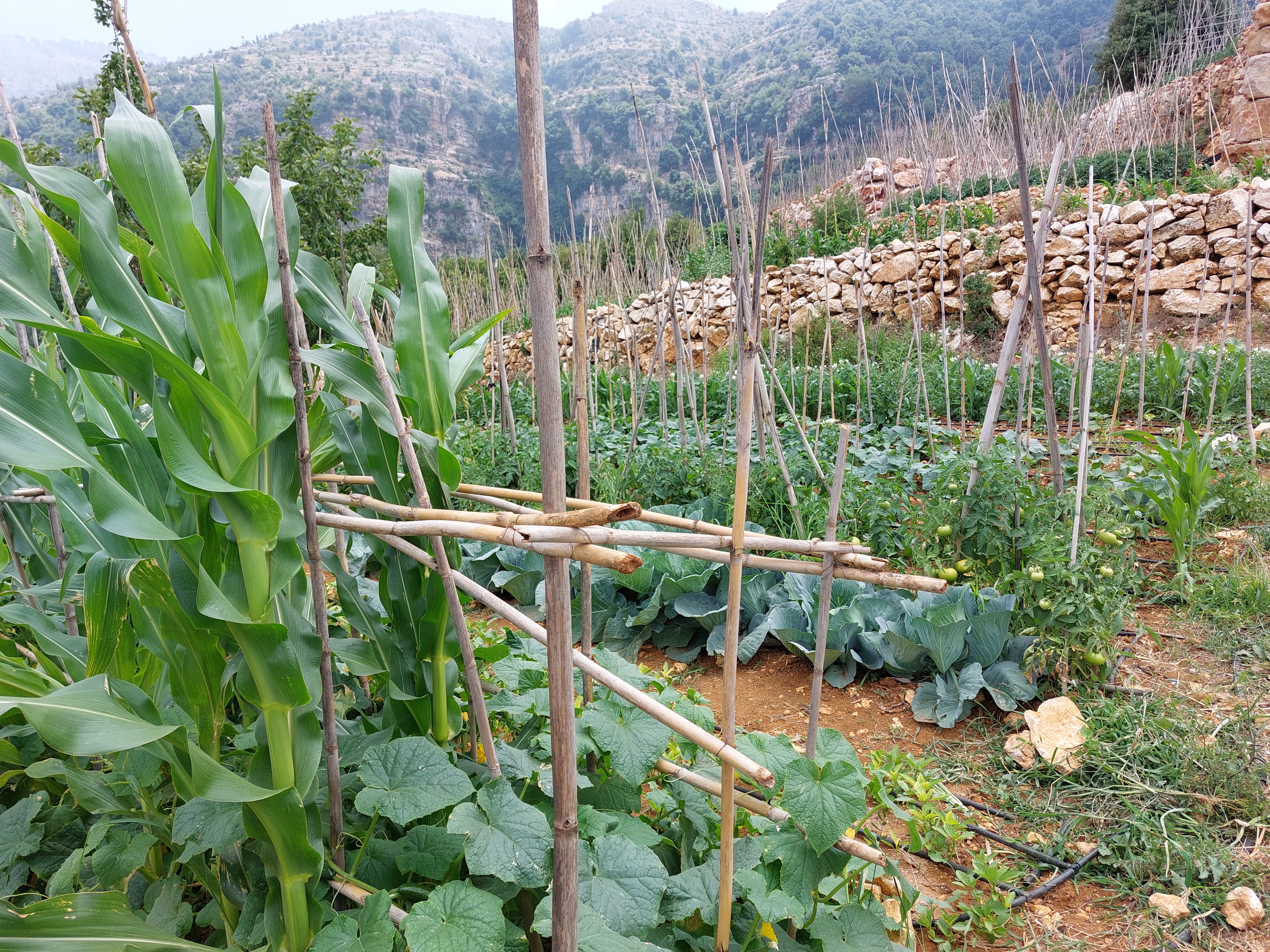 Agroecological plot akkar al attika 2