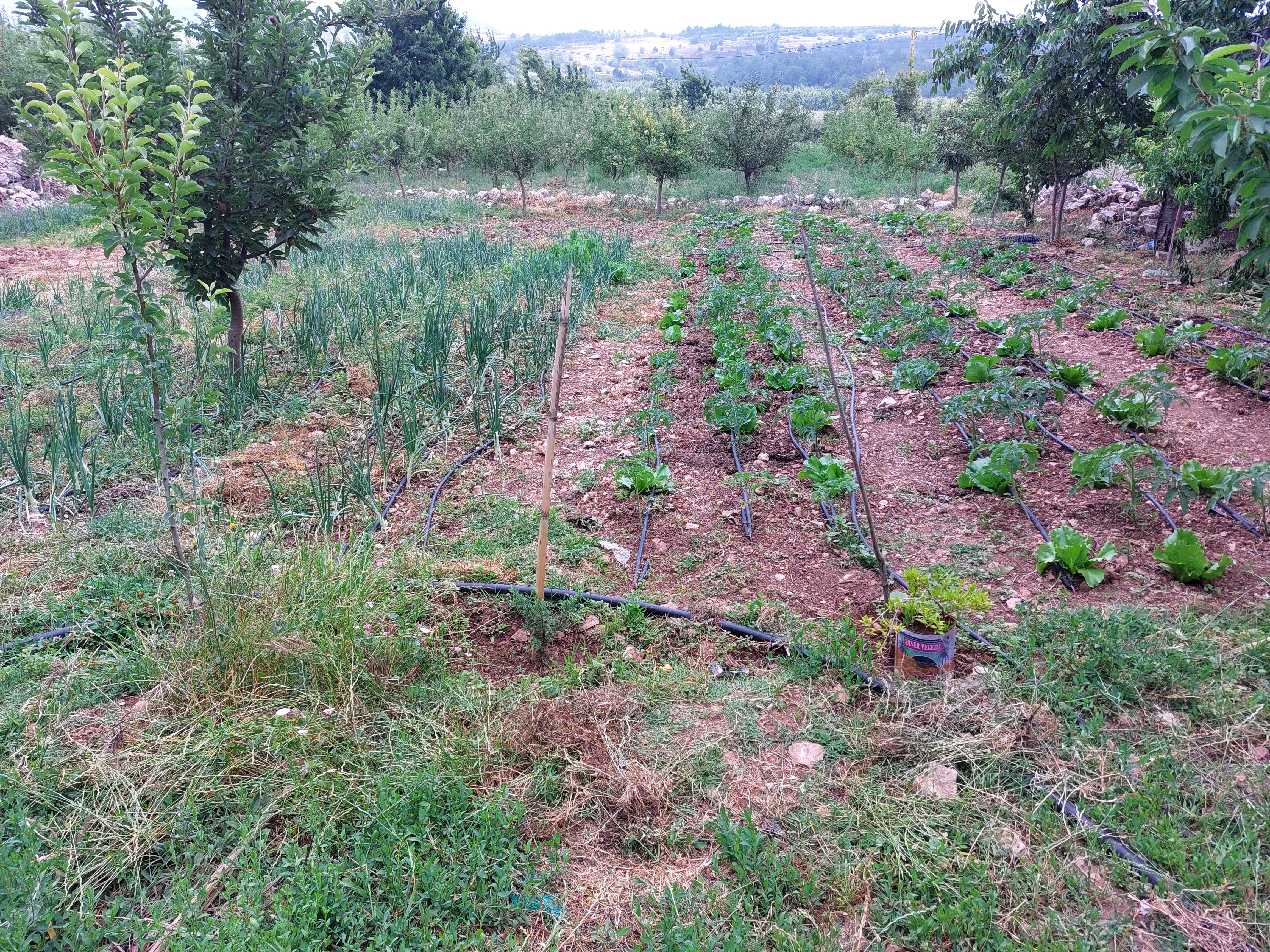 Agroecological plot fneidek