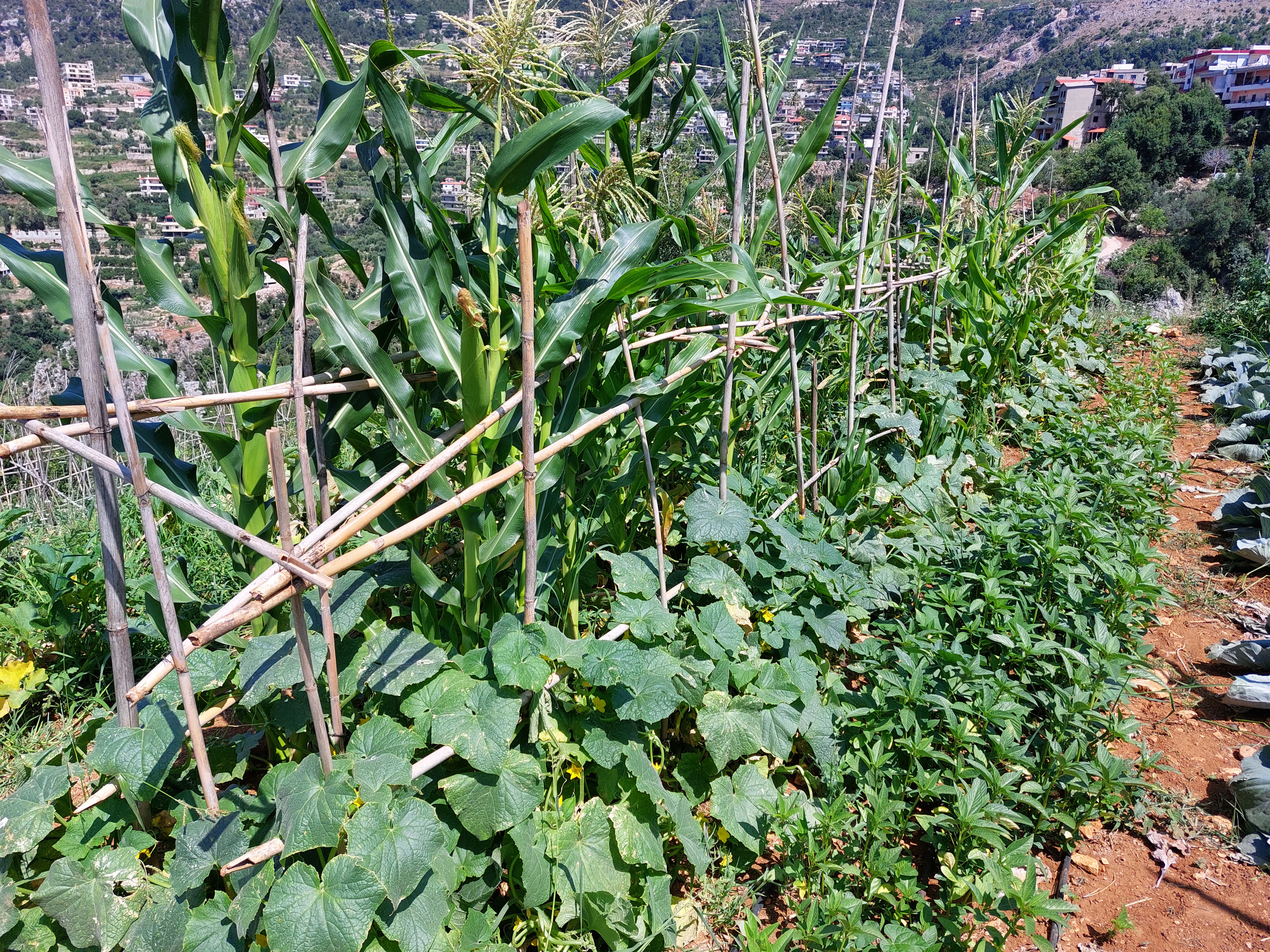 Agroecology in akkar atikka