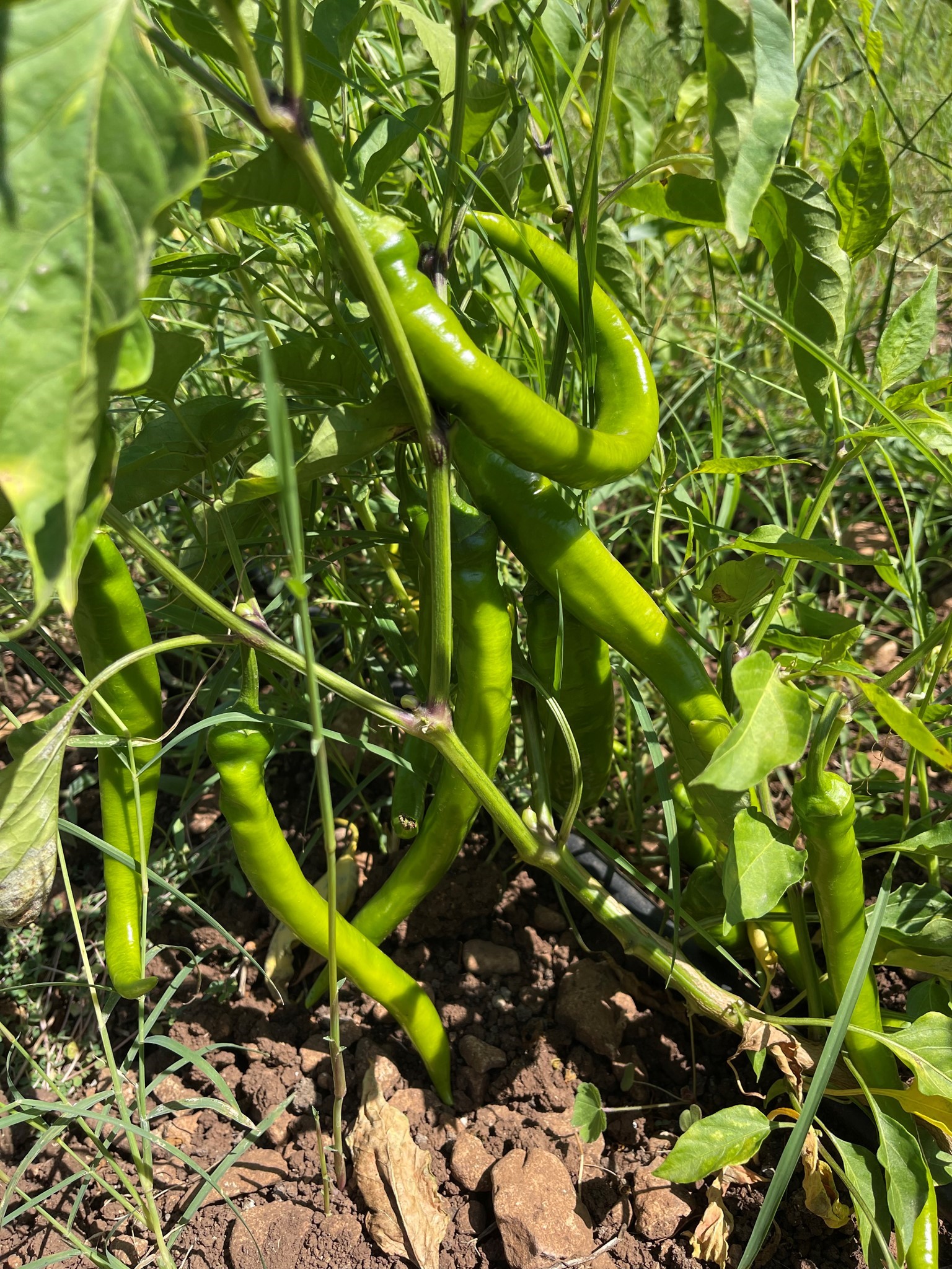 Pepper production 2023 2