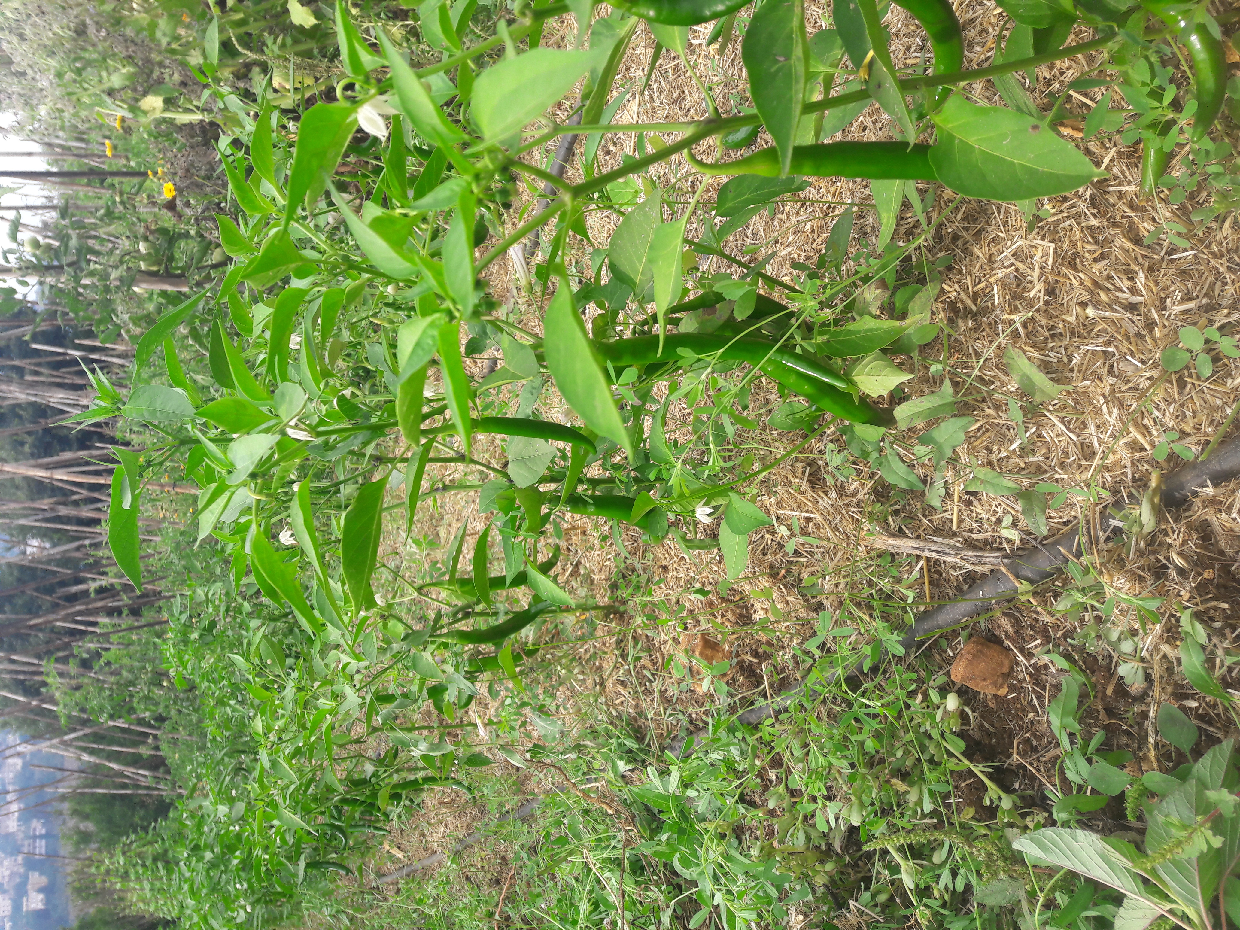 Pepper production 2023