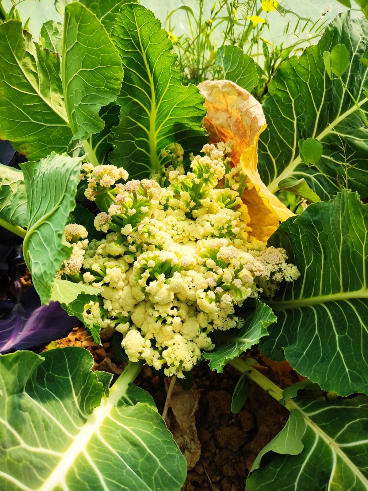 The blooming cauliflower