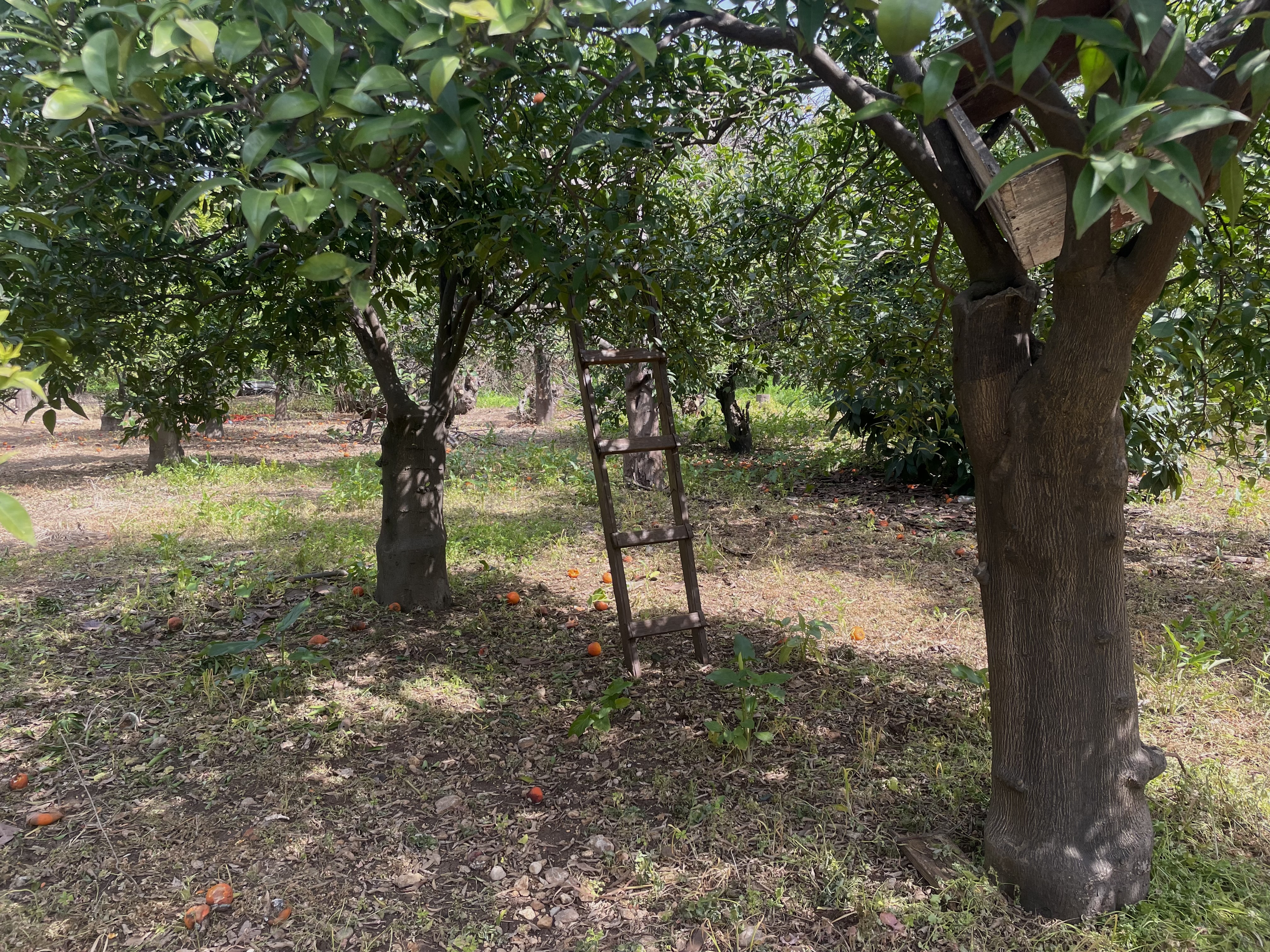 The heart of the orchard