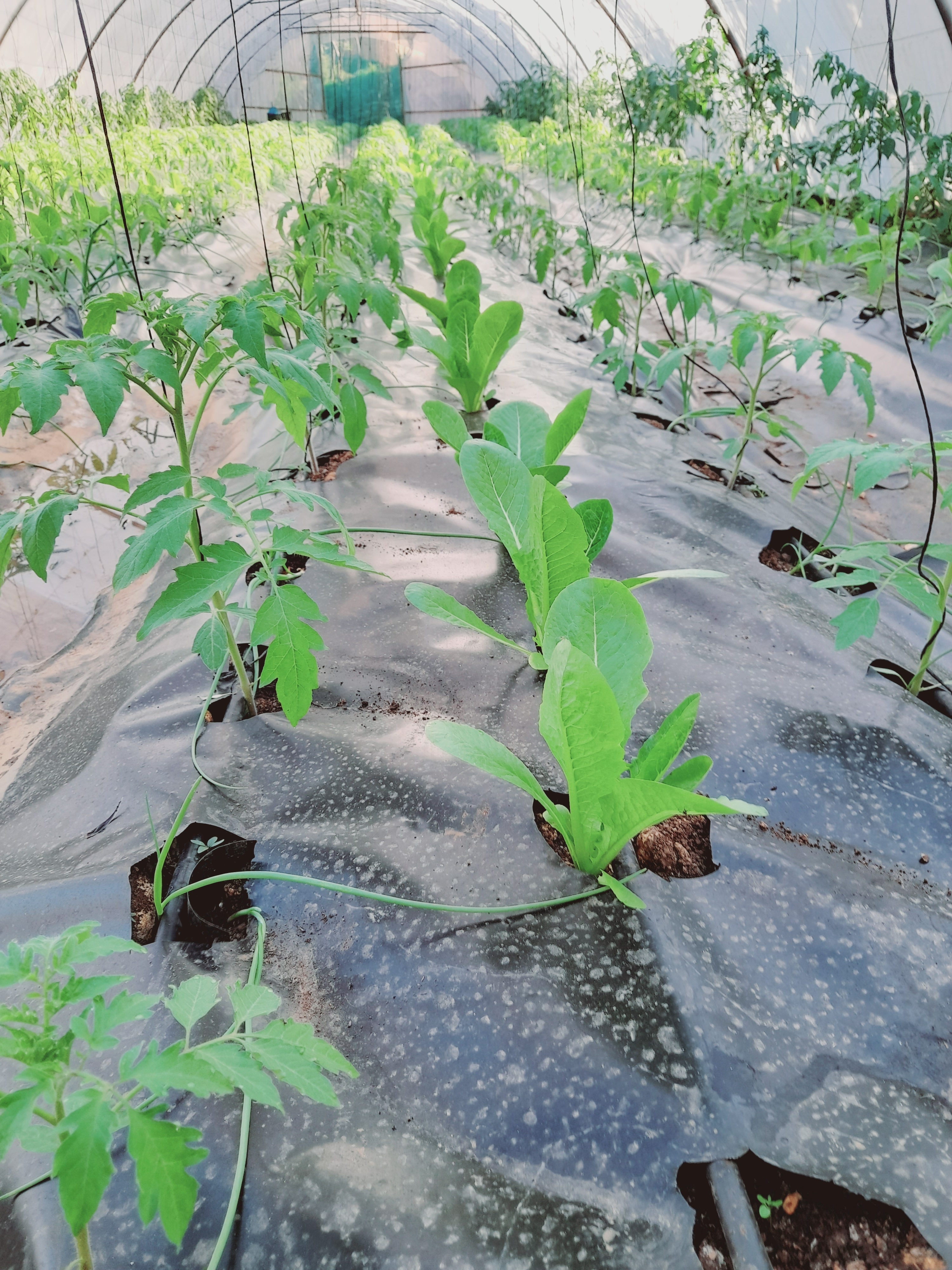 Shift to agroecology at a farm in mohammara akkar supported by afd and the centre de crise et de soutien and implemented by expertise france under shabake ii