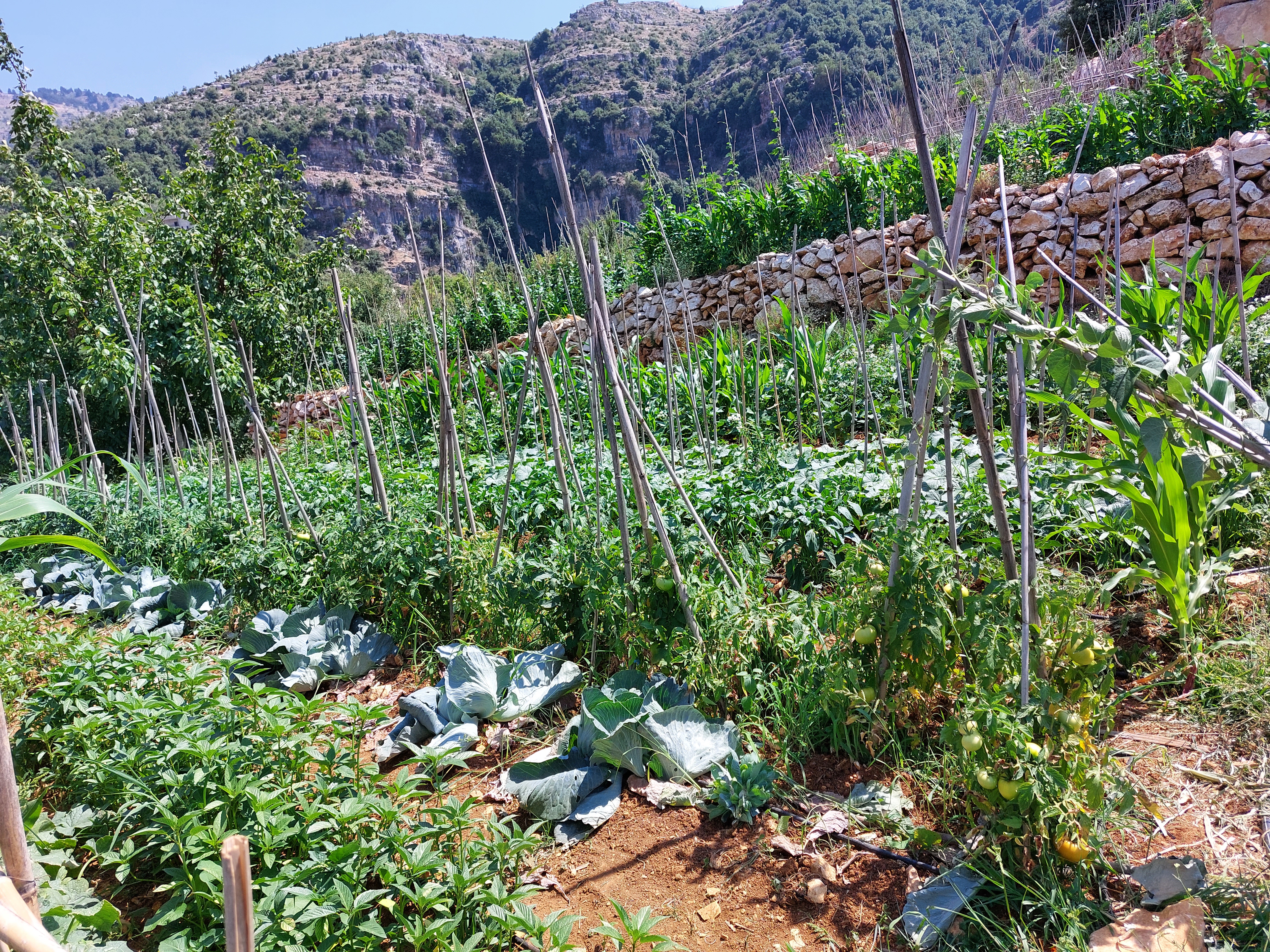 Shifting to agroecology in akkar atikka supported by afd and the centre de crise et de soutien and implemented by expertise france under shabake ii